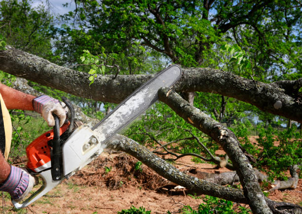 Best Tree Pruning Services  in Dexter, NM